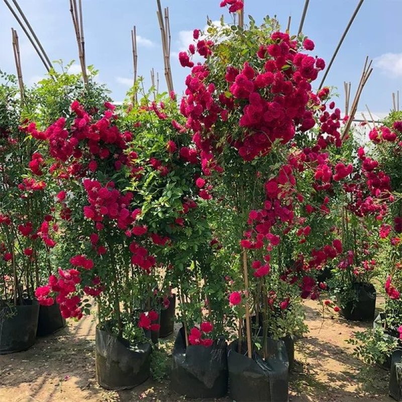 木香花苗爬藤植物浓香庭院花四季好养开花不断木香花