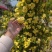 木香花苗爬藤植物浓香庭院花四季好养开花不断木香花
