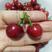 黑珍珠樱桃可视频看货原产地直供支持线上保障交易