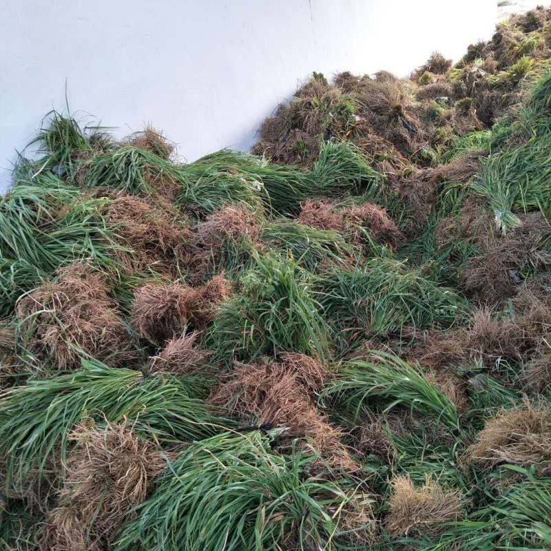 黄花菜苗金针菜苗产地批发