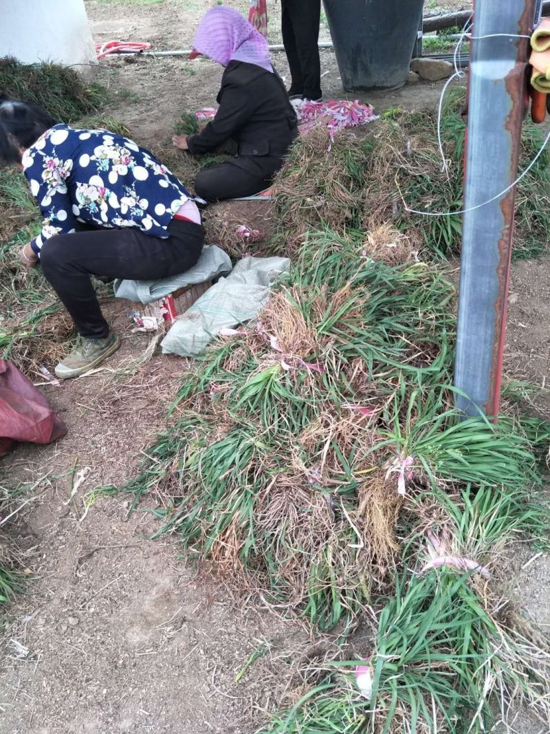 黄花菜苗金针菜苗产地批发