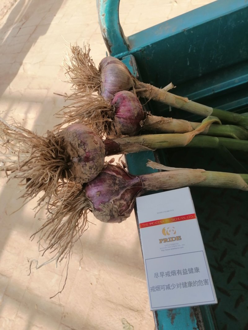 大蒜