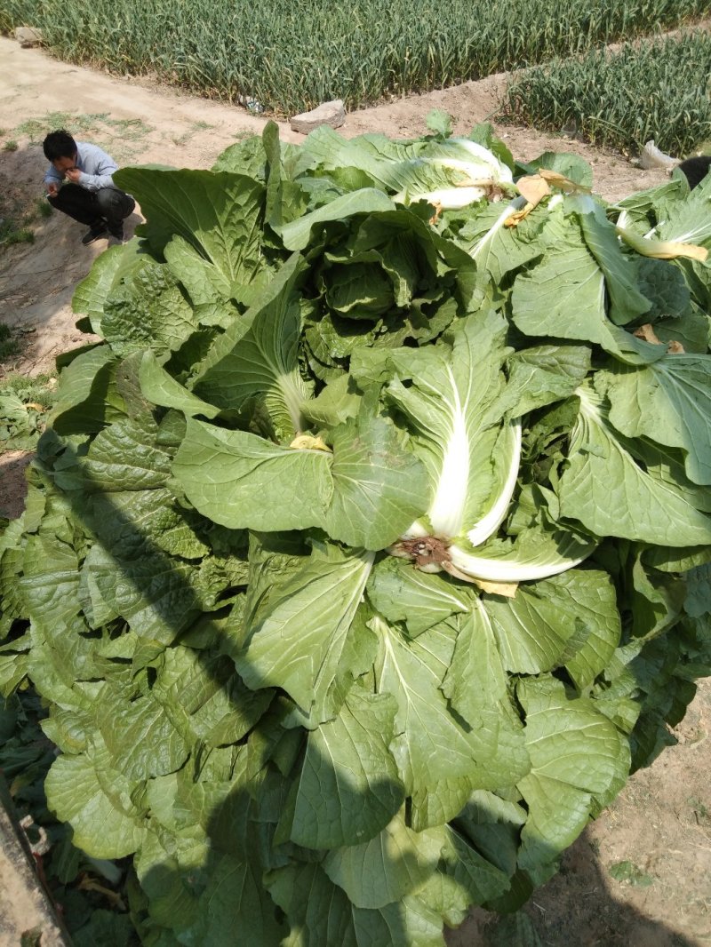 菜