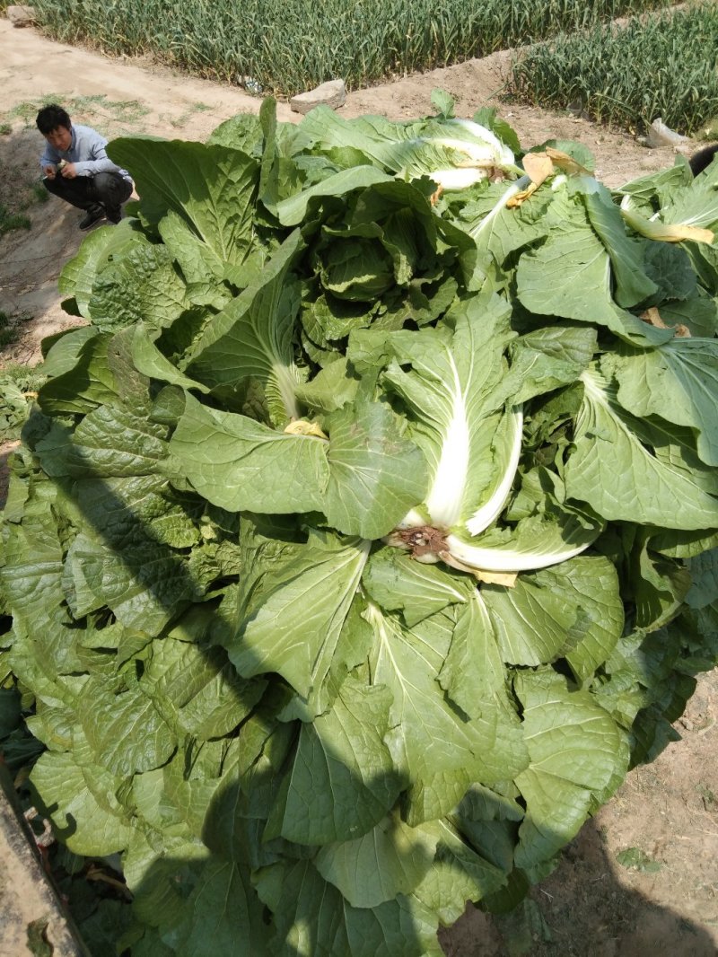 菜
