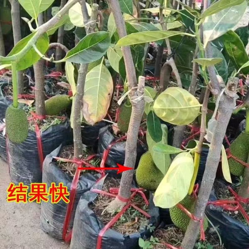 泰国红肉波蜜树苗嫁接干苞红肉黄肉菠萝蜜树苗品种纯正