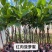 泰国红肉波蜜树苗嫁接干苞红肉黄肉菠萝蜜树苗品种纯正