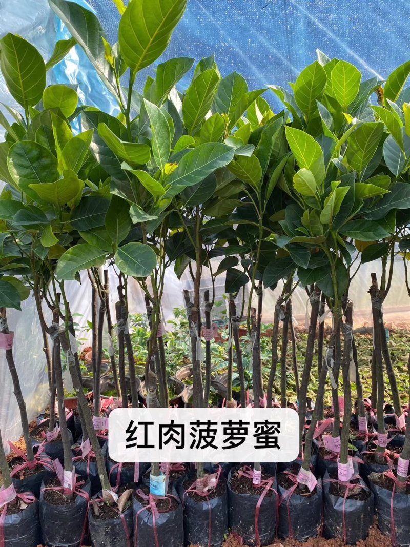 泰国红肉波蜜树苗嫁接干苞红肉黄肉菠萝蜜树苗品种纯正