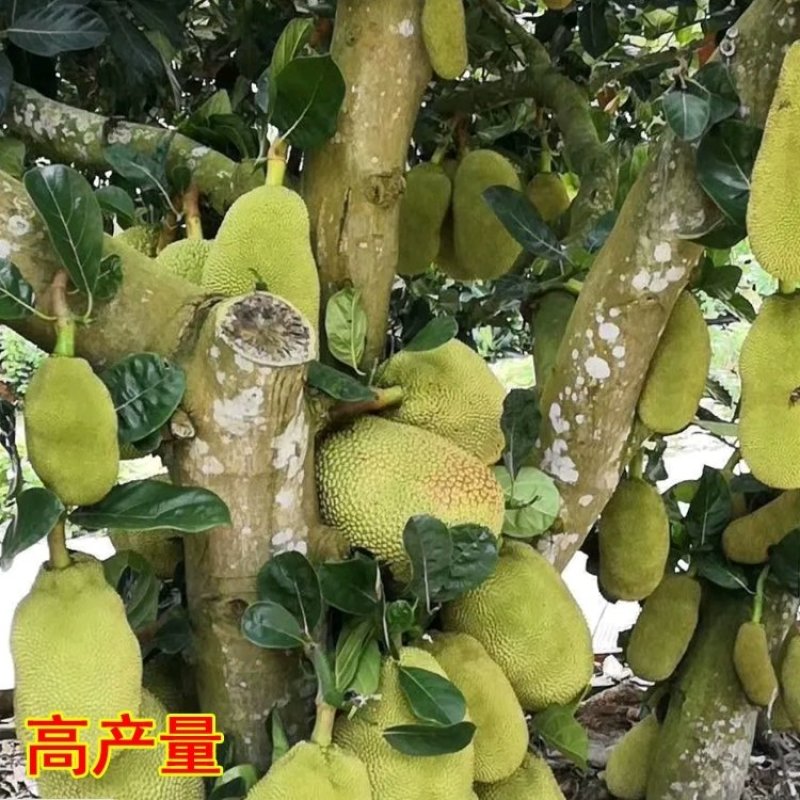 泰国红肉波蜜树苗嫁接干苞红肉黄肉菠萝蜜树苗品种纯正