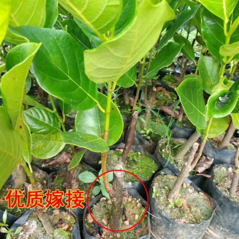泰国红肉波蜜树苗嫁接干苞红肉黄肉菠萝蜜树苗品种纯正