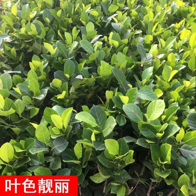 泰国红肉波蜜树苗嫁接干苞红肉黄肉菠萝蜜树苗品种纯正