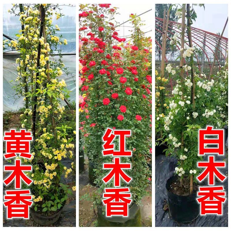 木香花苗盆栽浓香花卉红木香白木香黄木香庭院爬藤攀援耐寒植