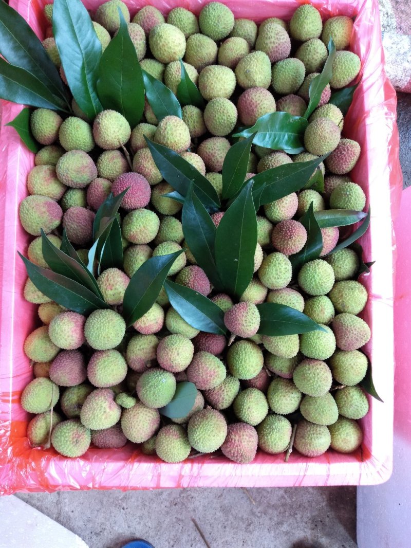 广西精品妃子笑，桂味，黑叶，产地直销，价格便宜