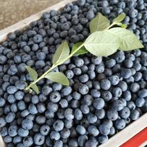 新鲜蓝莓，现摘现发保质保量，诚信代办，可代预冷加工