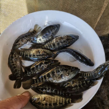 淡水石斑鱼苗，基地直批，支持全国发货。。