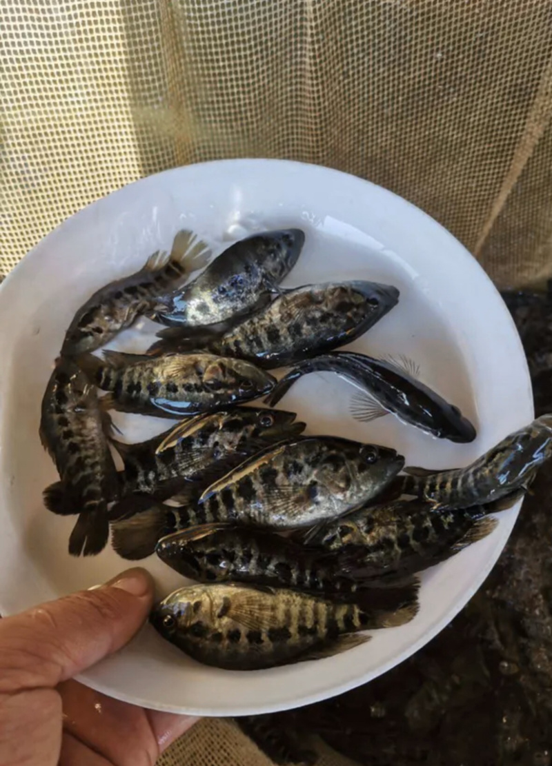 淡水石斑鱼苗，基地直批，支持全国发货。。