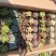 多肉植物拼箱一件50个