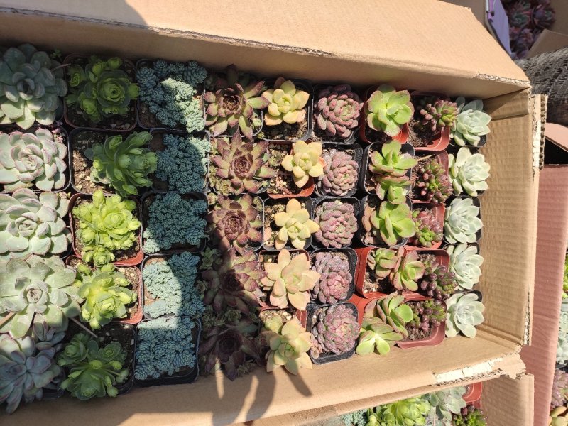 多肉植物拼箱一件50个