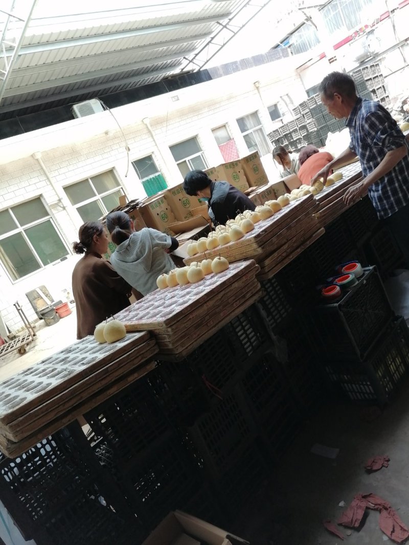 王国酥梨，大量批发销售中，各种规格，各种包装，货源充足！