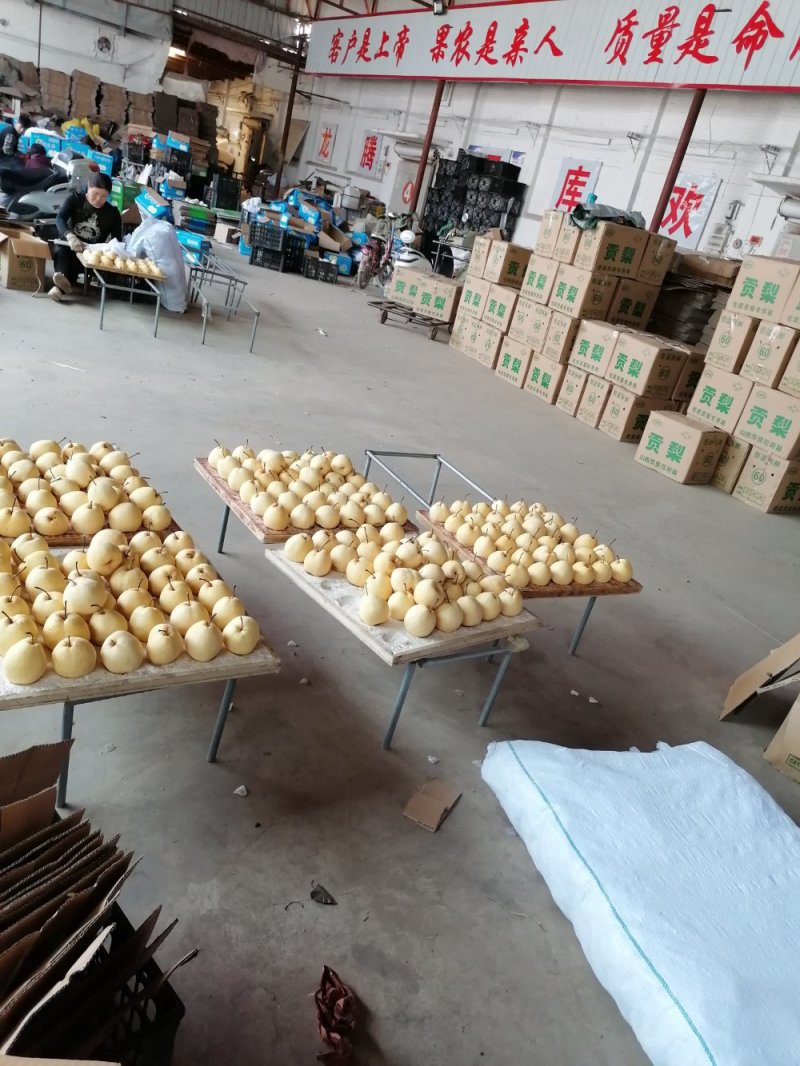 王国酥梨，大量批发销售中，各种规格，各种包装，货源充足！