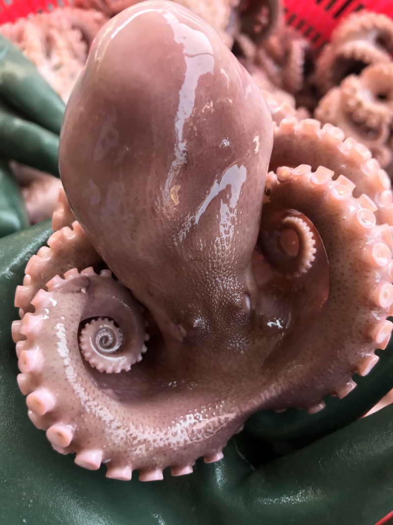 半熟八爪鱼七分熟章鱼新鲜现煮海鲜大咖火锅烧烤自助餐厅
