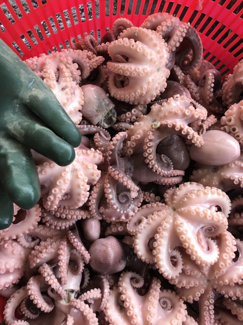 半熟八爪鱼七分熟章鱼新鲜现煮海鲜大咖火锅烧烤自助餐厅