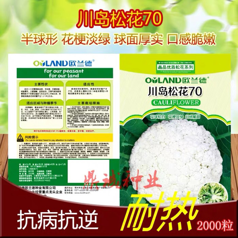 欧兰德川岛60/65/70/75/80花椰菜青梗