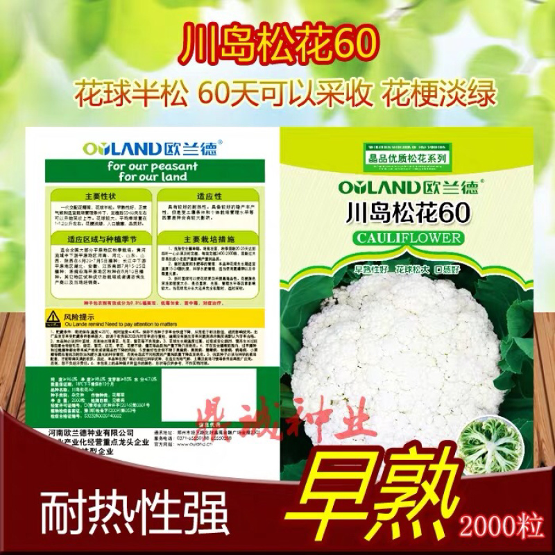 欧兰德川岛60/65/70/75/80花椰菜青梗