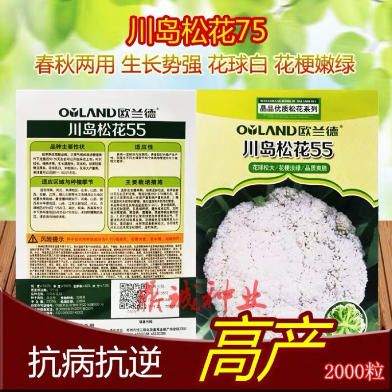 欧兰德川岛60/65/70/75/80花椰菜青梗