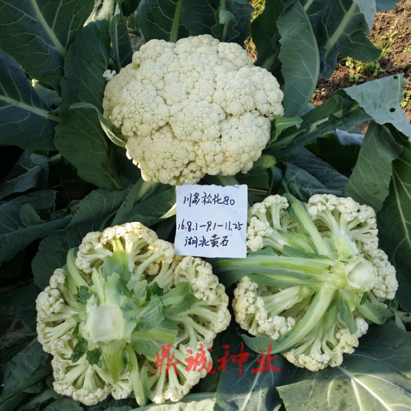 欧兰德川岛60/65/70/75/80花椰菜青梗