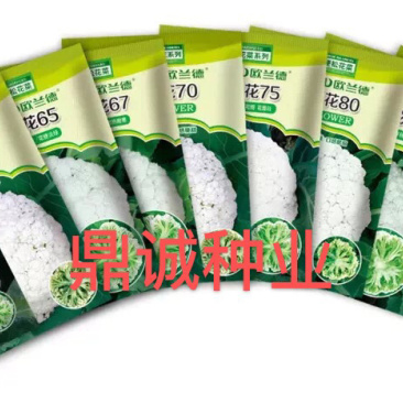 欧兰德川岛60/65/70/75/80花椰菜青梗