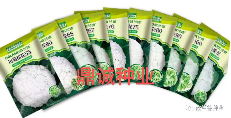 欧兰德川岛60/65/70/75/80花椰菜青梗