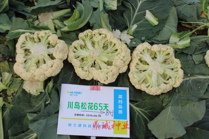 欧兰德川岛60/65/70/75/80花椰菜青梗