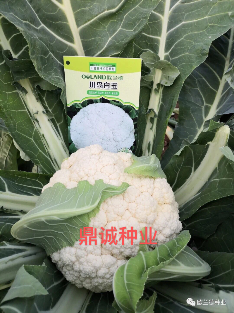 欧兰德川岛60/65/70/75/80花椰菜青梗