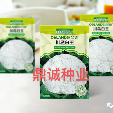 欧兰德川岛白玉花椰菜青梗菜耐热花球大颜色白