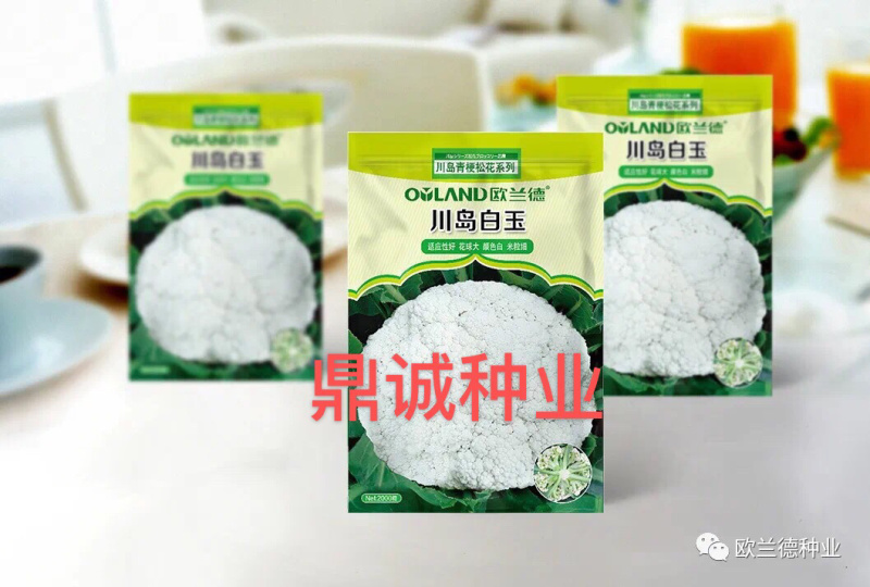 欧兰德川岛白玉花椰菜青梗菜耐热花球大颜色白
