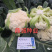 欧兰德川岛白玉花椰菜青梗菜耐热花球大颜色白