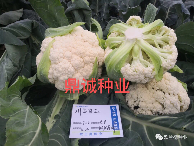 欧兰德川岛白玉花椰菜青梗菜耐热花球大颜色白