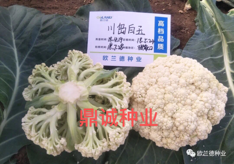 欧兰德川岛白玉花椰菜青梗菜耐热花球大颜色白