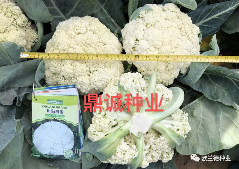 欧兰德川岛白玉花椰菜青梗菜耐热花球大颜色白
