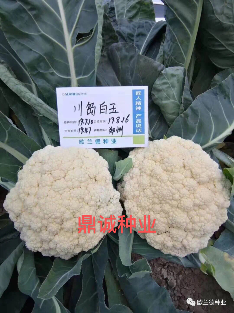 欧兰德川岛白玉花椰菜青梗菜耐热花球大颜色白
