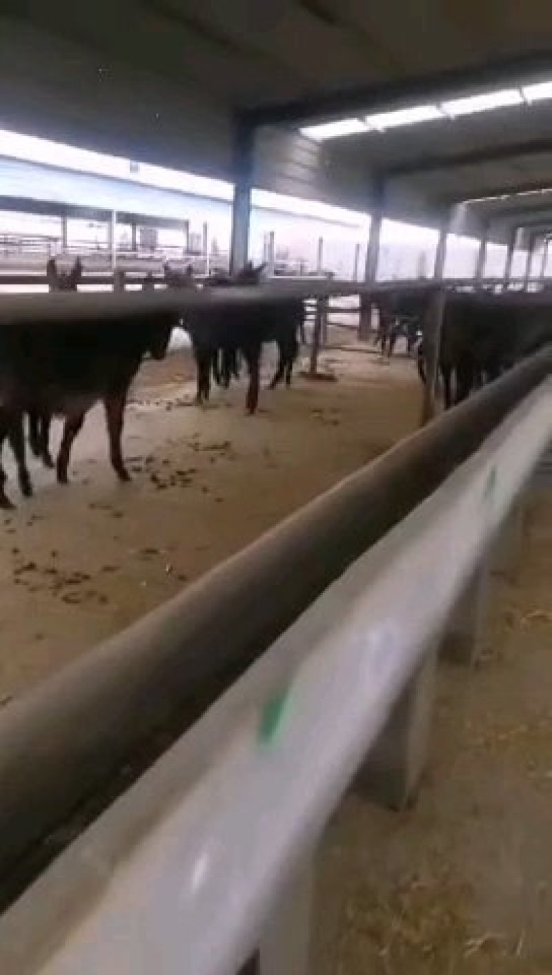 驴大量提供各种小驴苗提供养殖技术量大从优