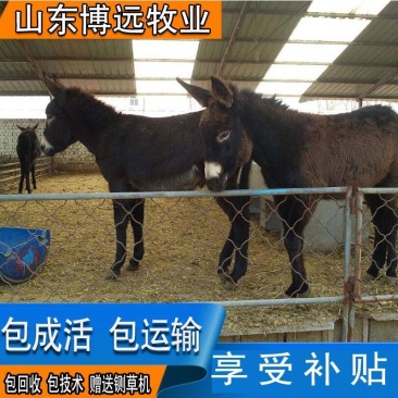 驴大量提供各种小驴苗提供养殖技术量大从优