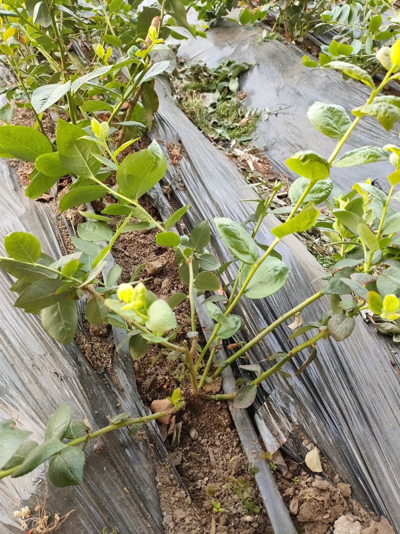 暖棚地栽绿宝石4年生蓝莓苗