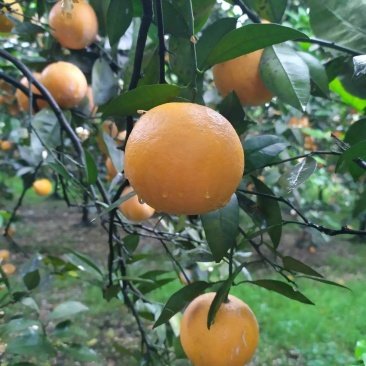 夏橙