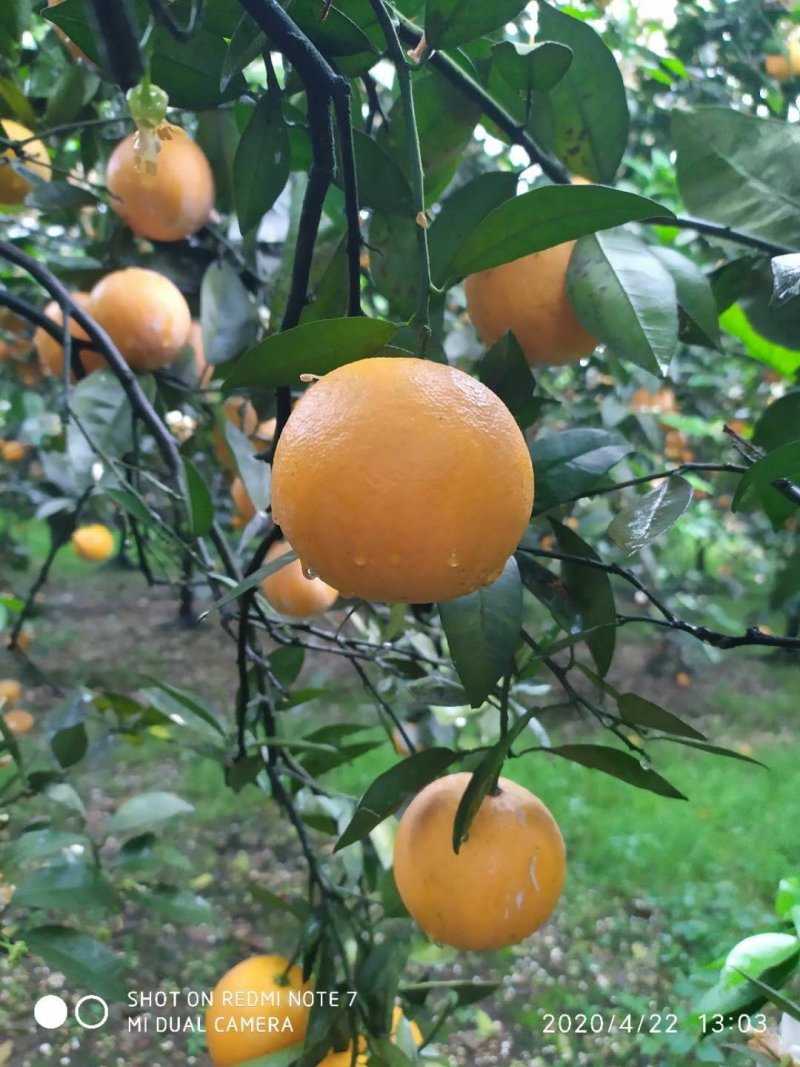 夏橙