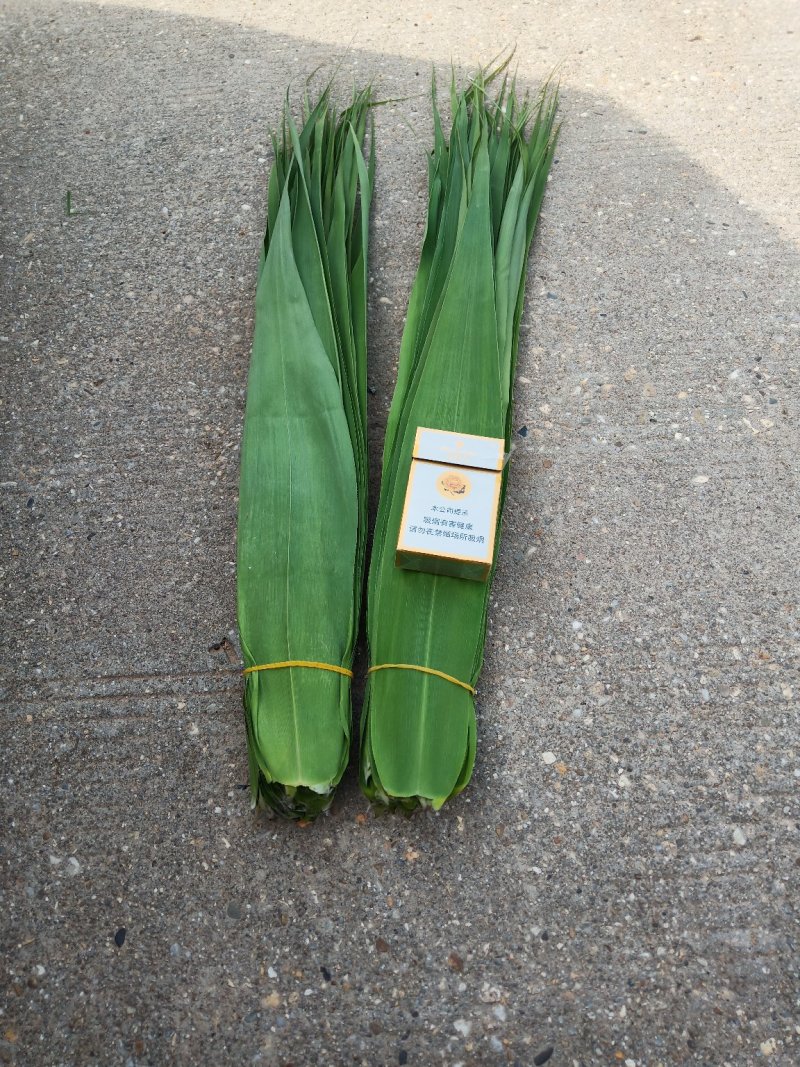 洞庭湖边的香粽叶，又宽又长。
