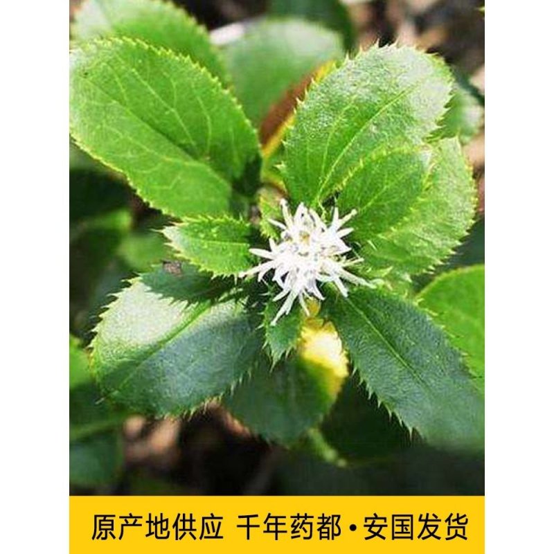 苍术种苗，苍术苗可以直接联系来基地实地考察