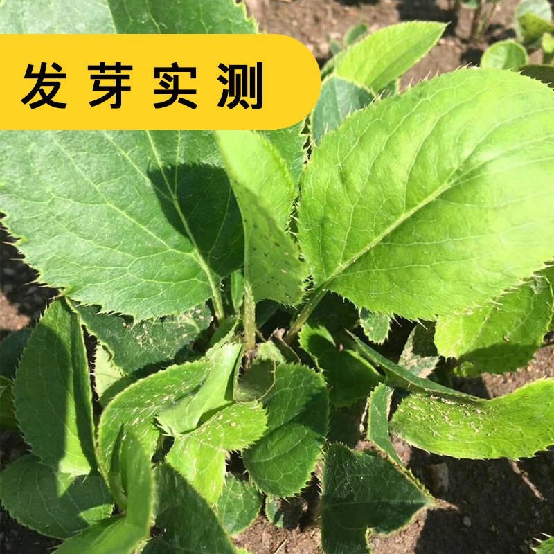 苍术种苗，苍术苗可以直接联系来基地实地考察