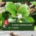 苍术种苗，苍术苗可以直接联系来基地实地考察