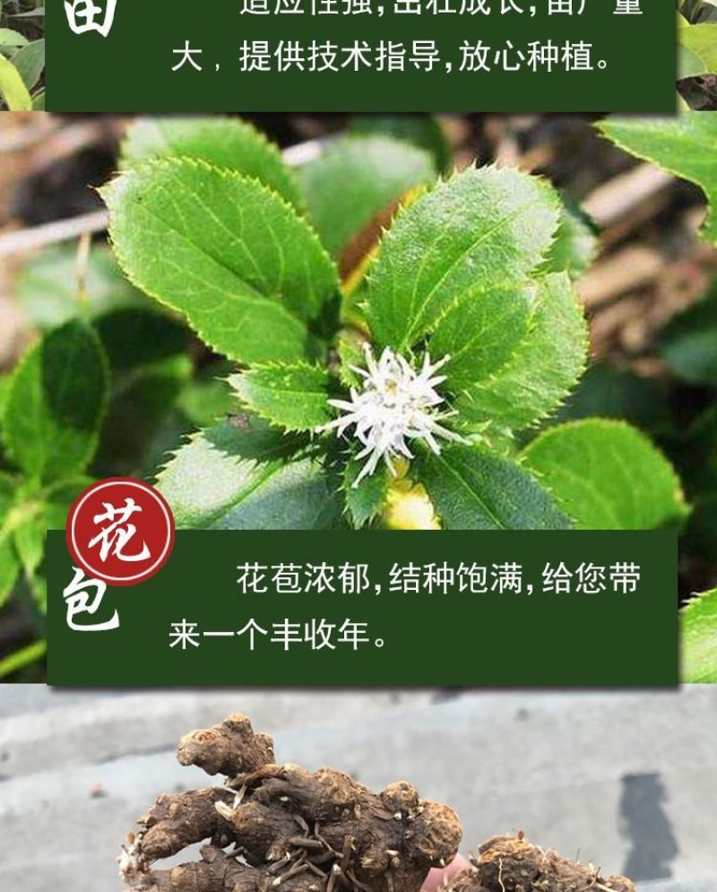 苍术种苗，苍术苗可以直接联系来基地实地考察